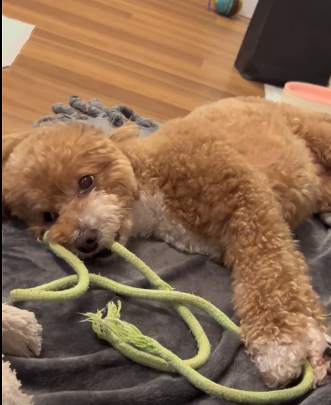 スクリーンショット (2936)