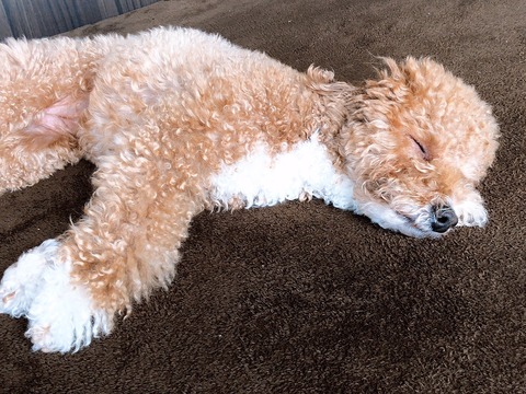 LINE_ALBUM_きなここあ🐶_250406_10