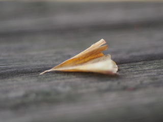 PC010037