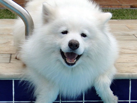 サモエドとかいう もふもふ界 最高峰の犬www あにまるまとめ村 サモエドとかいう もふもふ界 最高峰の犬www あにまるまとめ村