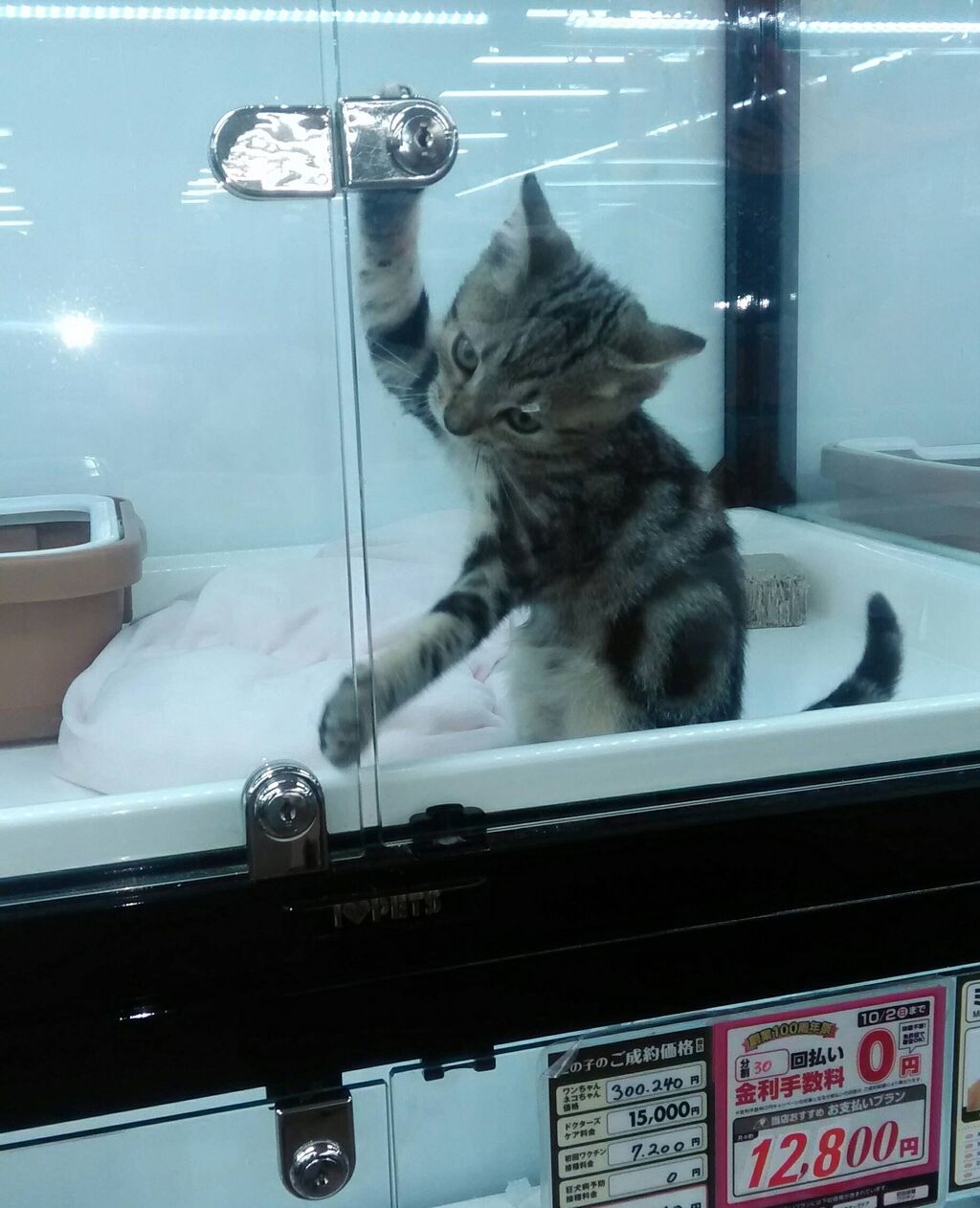 ワイ アメリカンショートヘアがほしいぃぃぃw あにまるまとめ村