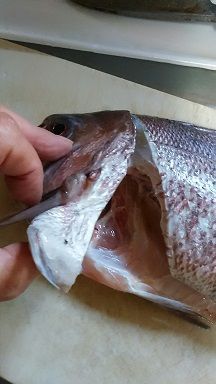 鯛を さばく 兜割り編 八十路への凸凹日記