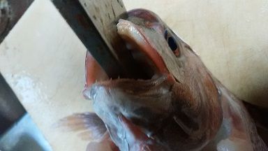 鯛を さばく 兜割り編 八十路への凸凹日記