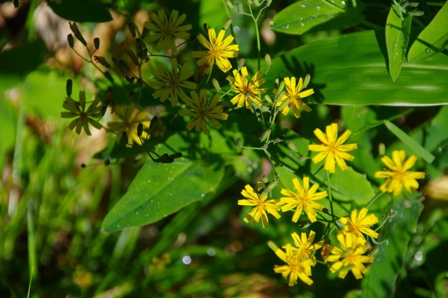 IMGP8780
