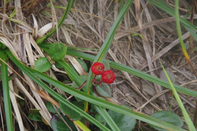 s-IMGP0534