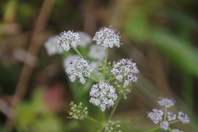 s-IMGP0530
