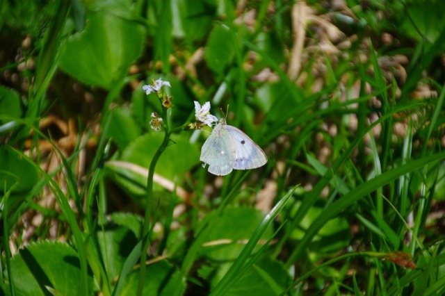 IMGP8863