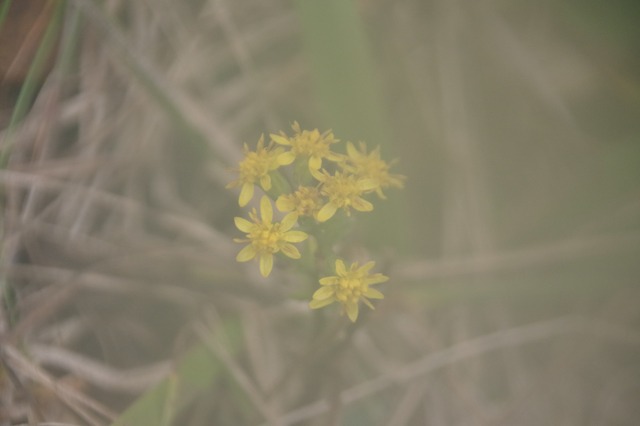 s-IMGP0527