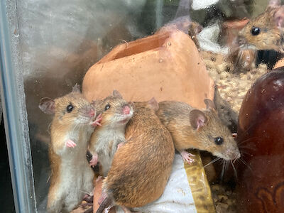 野ネズミさん きまぐれな時間