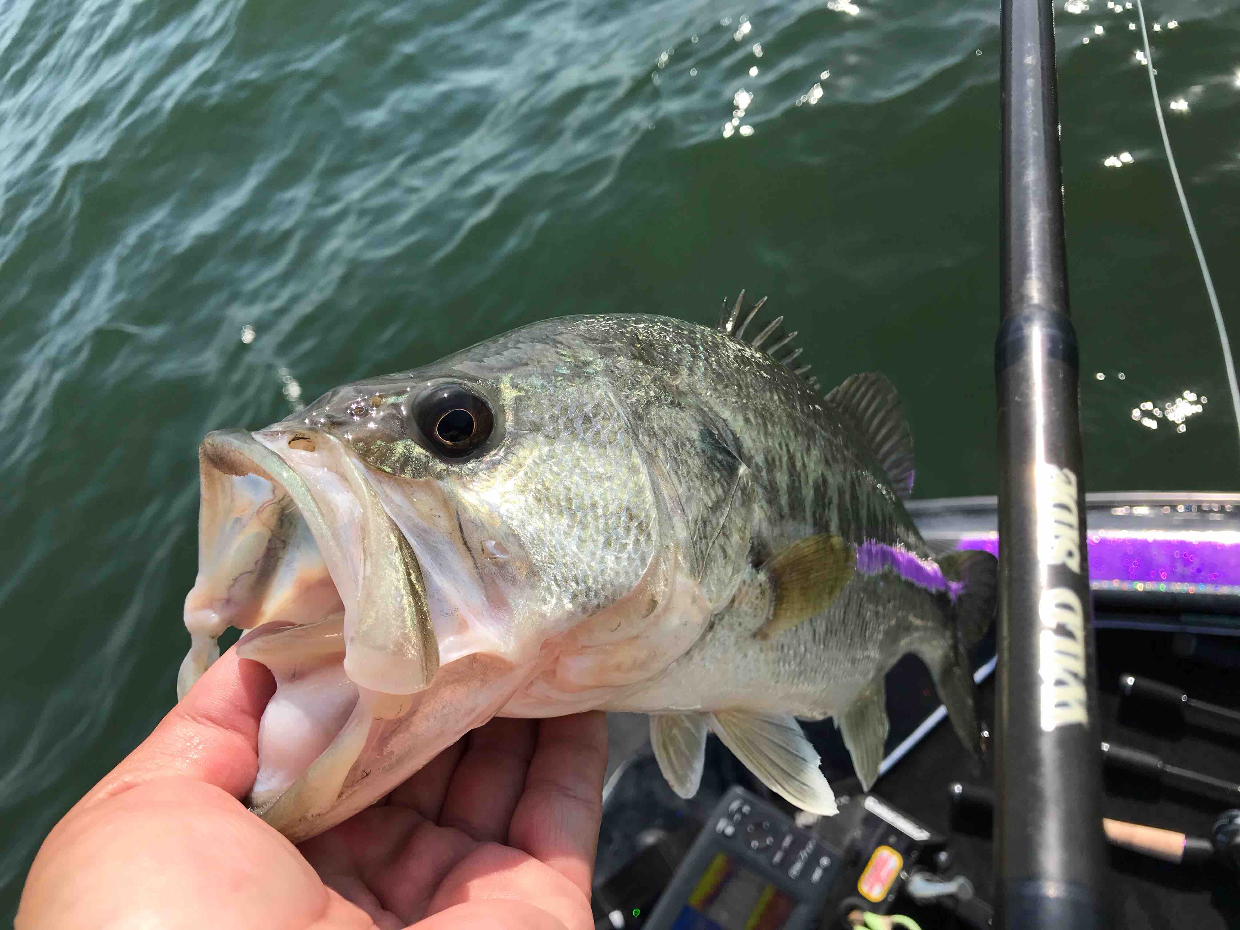 琵琶湖 27日 琵琶湖バスフィシングガイド Yassiye Guide Service 琵琶湖 27日 琵琶湖バスフィシングガイド Yassiye Guide Service