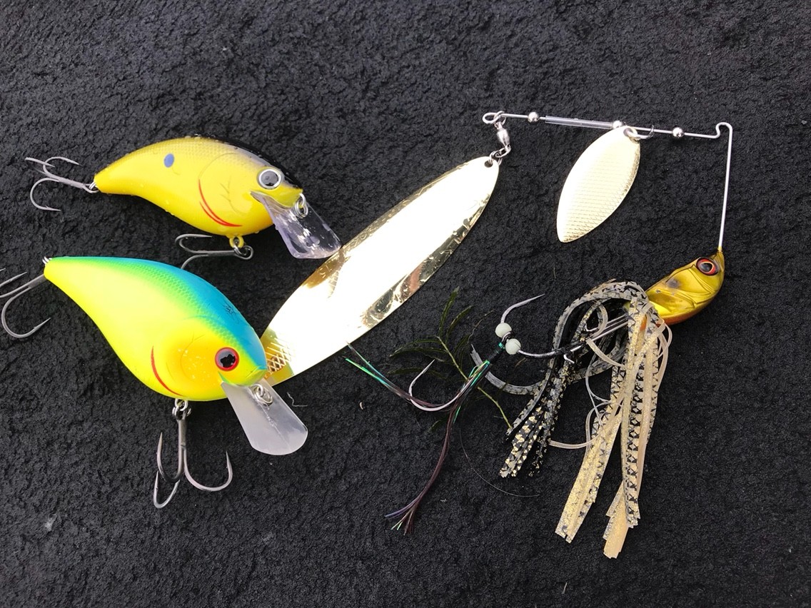 琵琶湖ガイド釣果 28日 琵琶湖バスフィシングガイド Yassiye Guide Service 琵琶湖ガイド釣果 28日 琵琶湖バスフィシングガイド Yassiye Guide Service