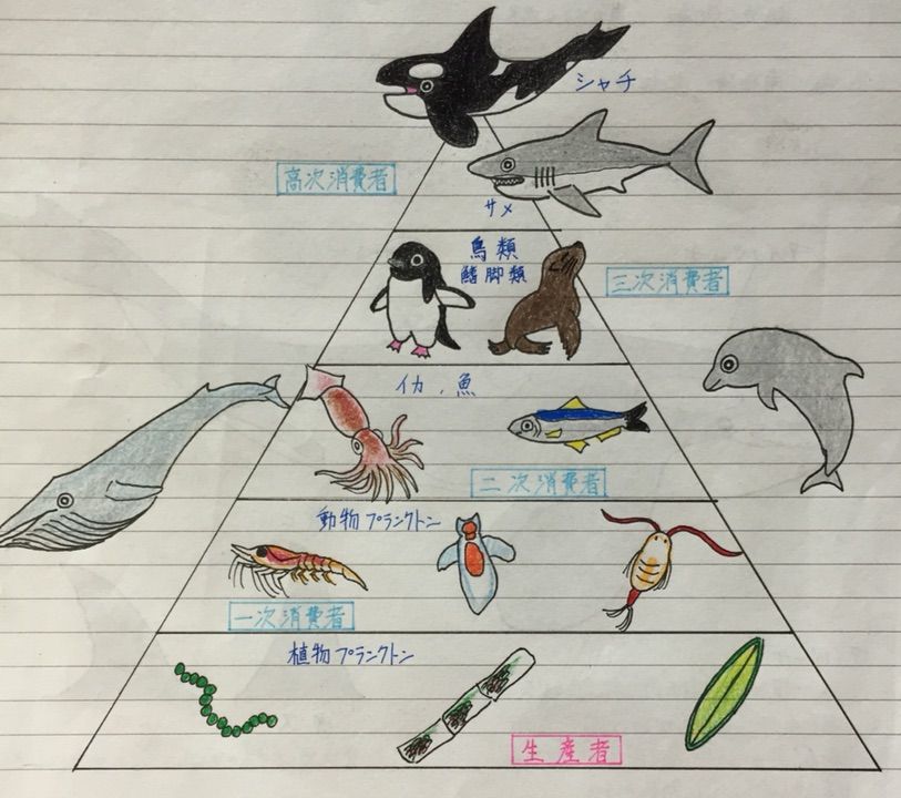 シャチ 捕食対象 法学部生が語る生き物の世界