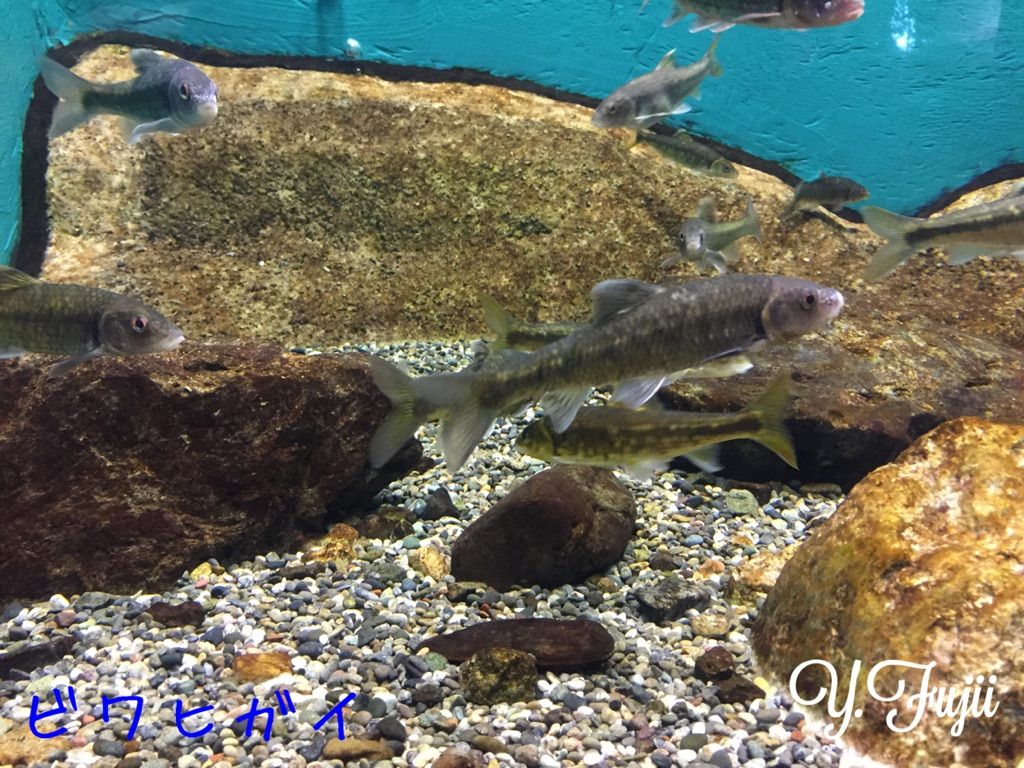 琵琶湖博物館と琵琶湖固有種 法学部生が語る生き物の世界