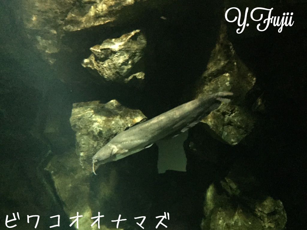 琵琶湖博物館と琵琶湖固有種 法学部生が語る生き物の世界
