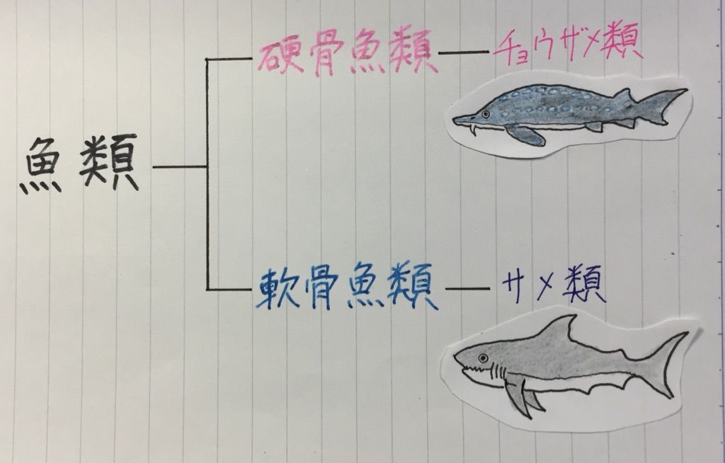 サメとチョウザメの違い 法学部生が語る生き物の世界