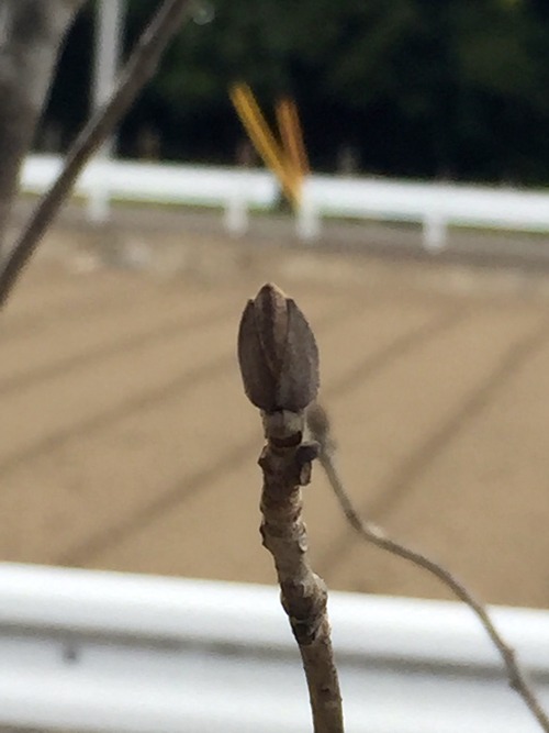 アオダモ 冬芽 すこし大きくなってきた 国立方面ダイアリー