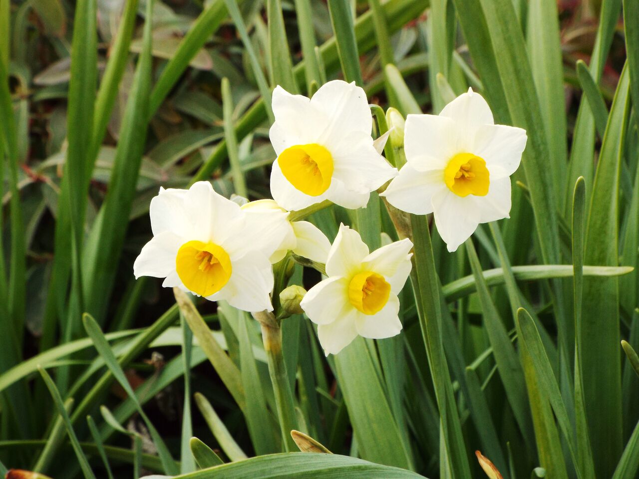 水仙の花を見ると 利七屋孫兵衛の日記