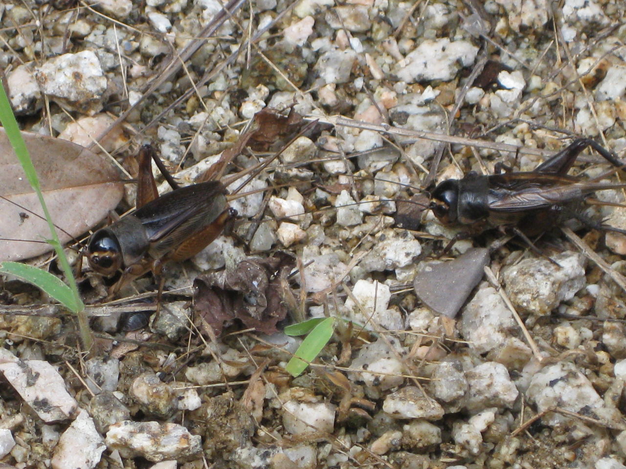 孫たちへ伝授を 利七屋孫兵衛の日記
