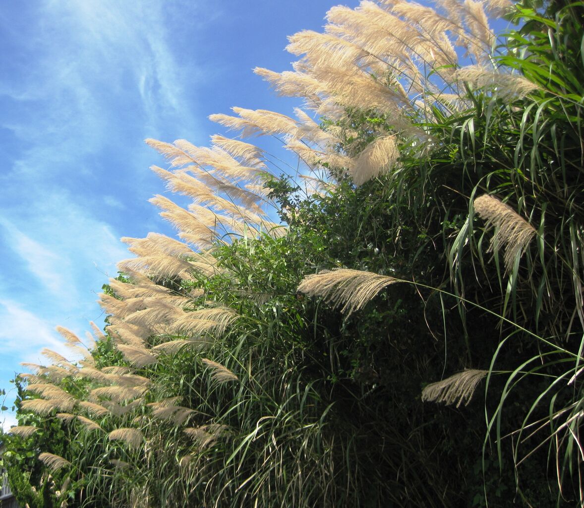 パソコン画面復活 利七屋孫兵衛の日記