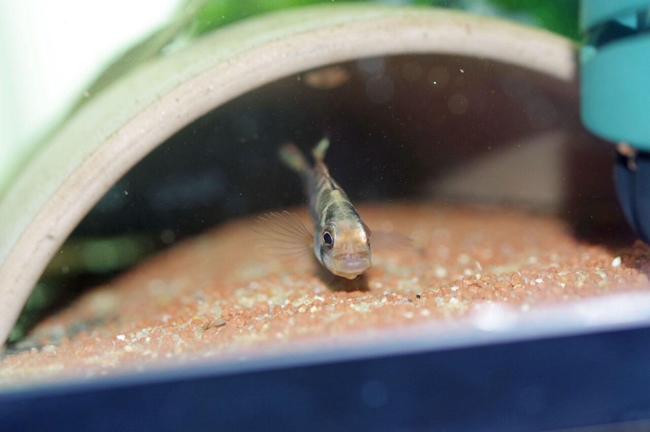 丹精込めて育てれば 新 二帖水族館 丹精込めて育てれば 新 二帖水族館