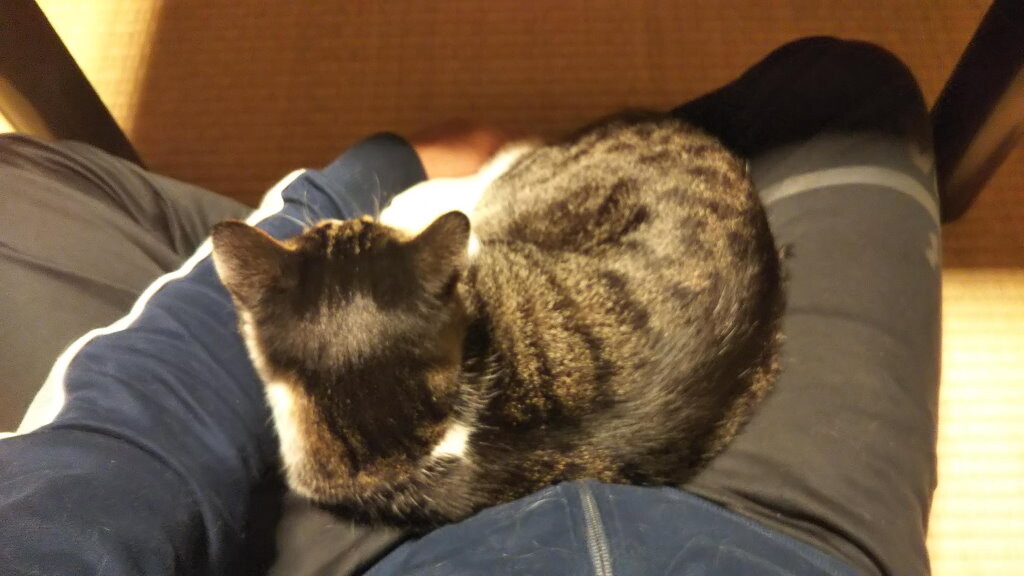 冬毛モード : ヤスボンの車と猫日記