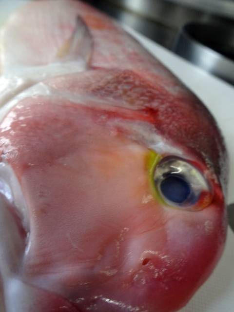 うっとりする たち具合い ホンマに けっこうやなぁ