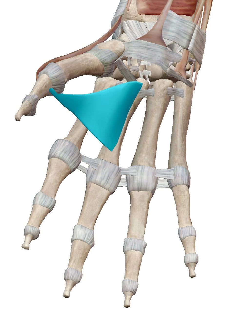 母指内転筋 長母指屈筋 S F F Self Care Training Shose