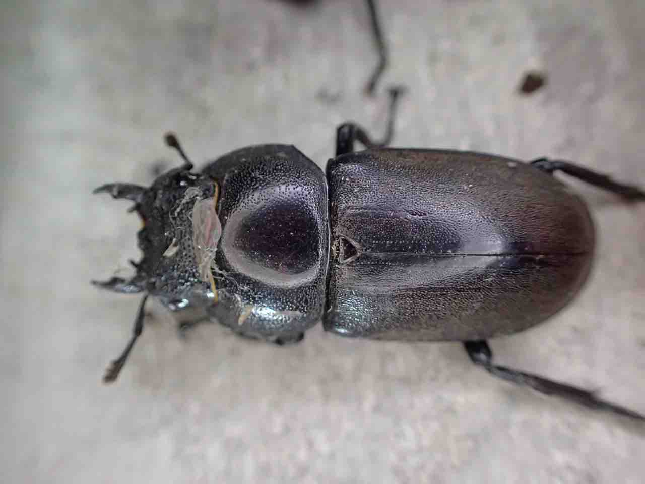 採集記 その一瞬のために