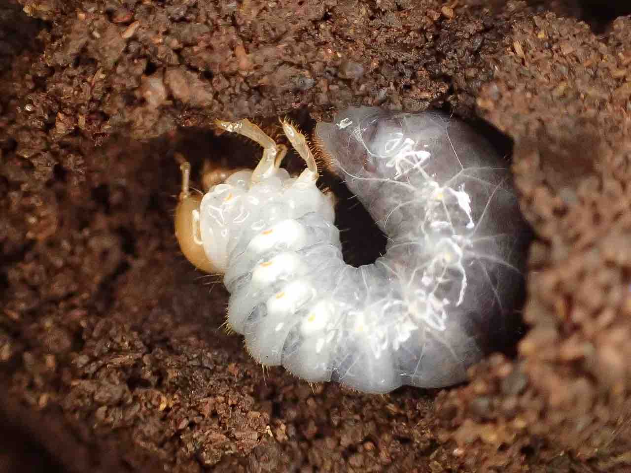 アマミマルバネ(奄美大島産) 3令幼虫5頭 「アマミマルバネクワガタ」