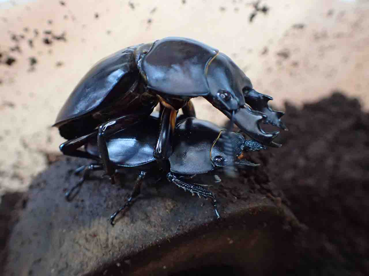 マルバネクワガタ 産卵数の推移 : その一瞬のために