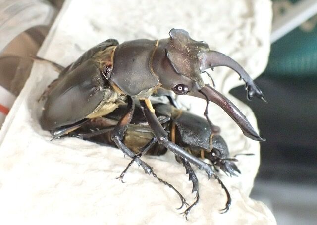 アマミミヤマの性熟とペアリングについて : その一瞬のために