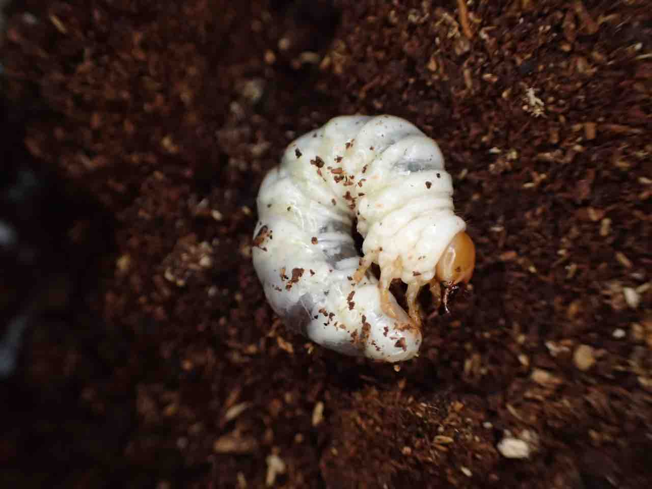 キンオニクワガタ　幼虫10匹セット ニジイロクワガタ 1令〜2令幼虫10頭+新鮮な菌糸ボトル10個のセット