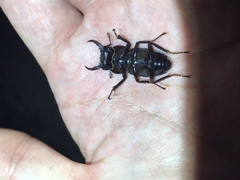 HID お手軽ライトトラップ クワガタ、蛾などに