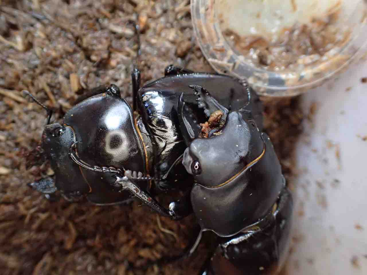アマミマルバネクワガタ 徳之島 手々林道 CBF1 ペア 未後食未使用