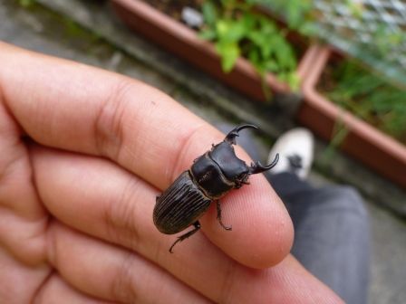 えいた千円値下中❷ソテツ　奄美大島　耐寒性　耐陰性　耐暑性　子株多数❗️ えいた千円値下中➁ソテツ 奄美大島 耐寒性 耐陰性 耐暑性