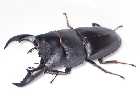 クワガタ撮影について その一瞬のために