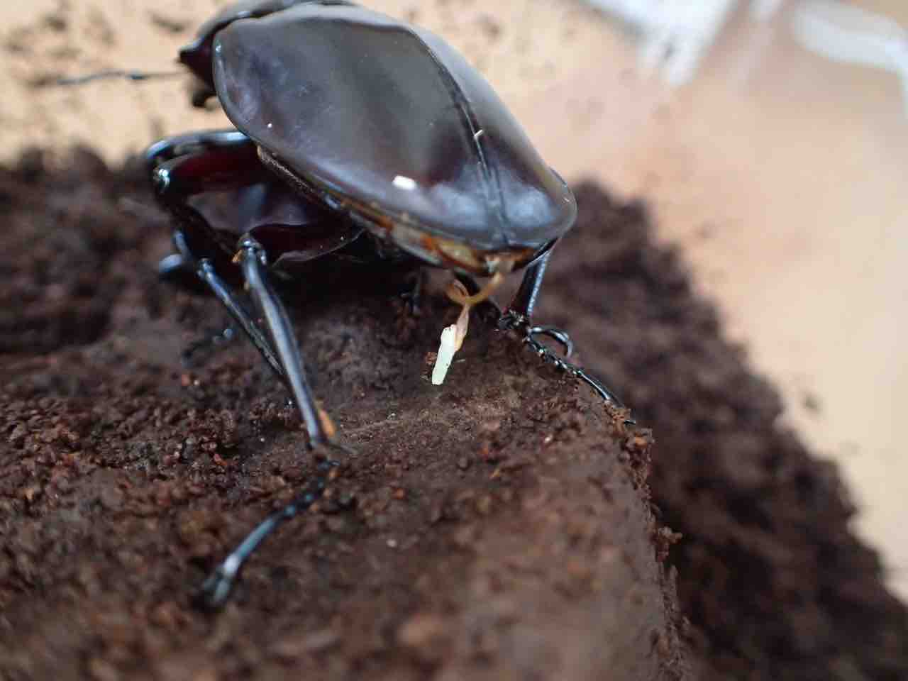 マルバネクワガタ 産卵数の推移 : その一瞬のために