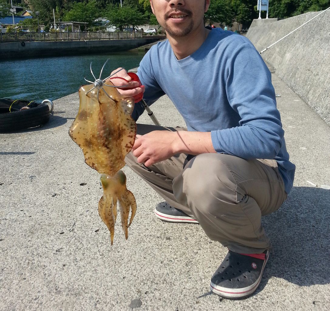 5月8日 沼津 ヤエン やっさんの釣りblog アオリイカ編 5月8日 沼津 ヤエン やっさんの釣りblog アオリイカ編