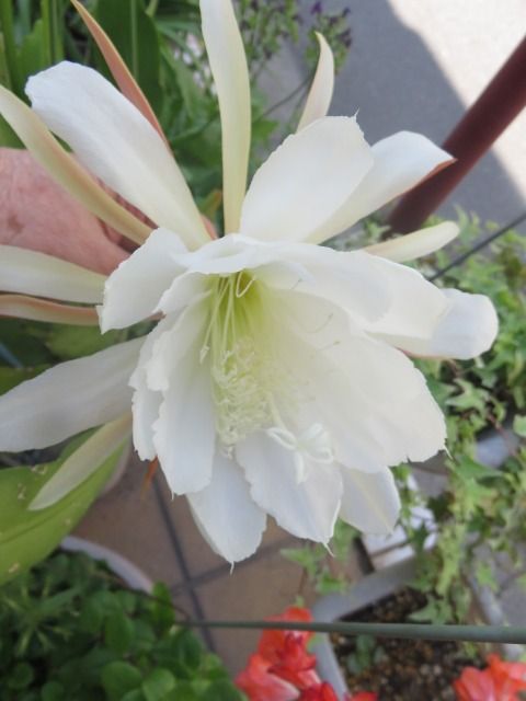 サボテンの花開花 私の散歩道 サボテンの花開花 私の散歩道