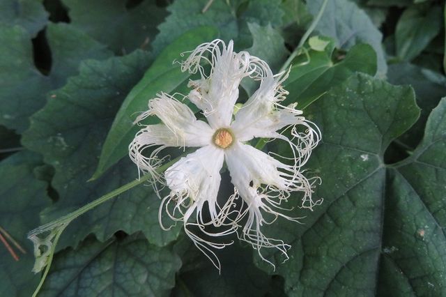 カラスウリとキカラスウリの違い 私の散歩道