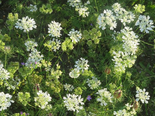 オルレアの花が一面に 私の散歩道