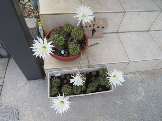 細かい花の咲いた木の名前教えて 私の散歩道
