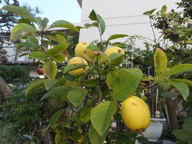 朝の風景とカリンと山茶花 私の散歩道