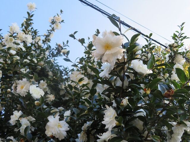 山茶花の花が散る 私の散歩道