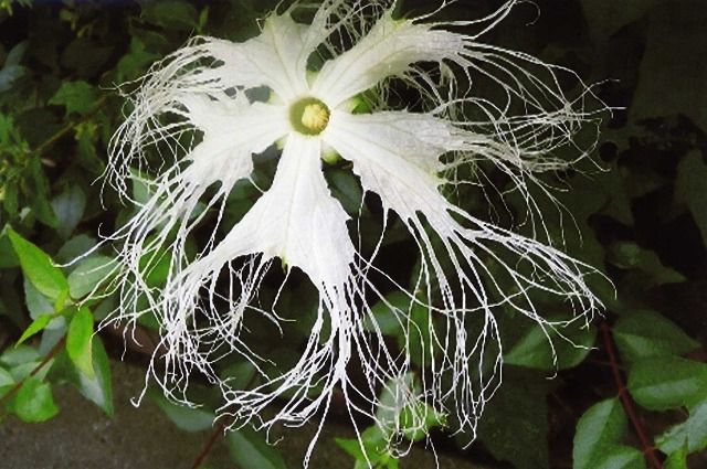 カラスウリとキカラスウリの咲く時間帯の違い 私の散歩道