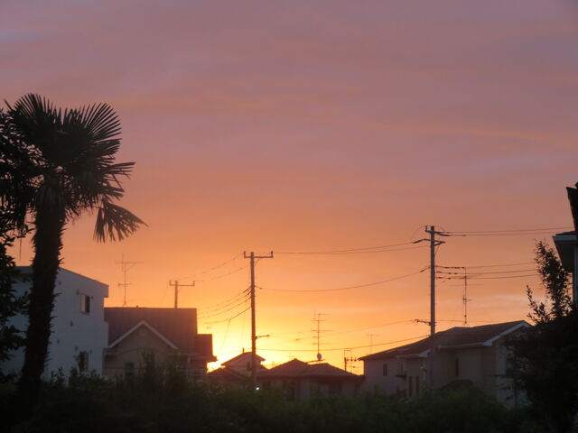 夜明けの風景と咲く花々楽しいね 私の散歩道