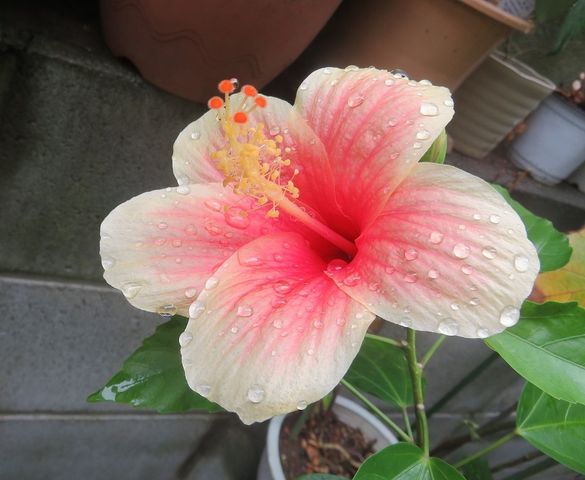 ハイビスカスは癒しの花 私の散歩道