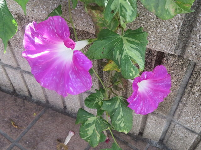 夜明けの風景と咲く花々楽しいね 私の散歩道