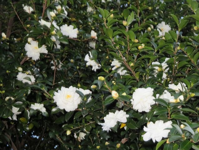 季節の花は可憐な花 私の散歩道