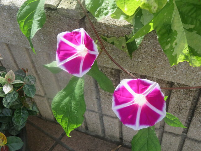 夜明けの風景と咲く花々楽しいね 私の散歩道